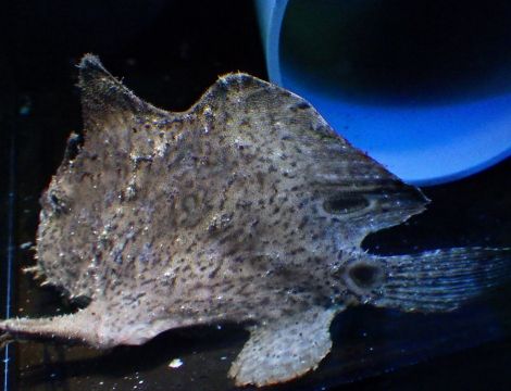 飼育開始から2年4か月が経過したAntennarius biocellatus | 海水魚が好き！ - 楽天ブログ