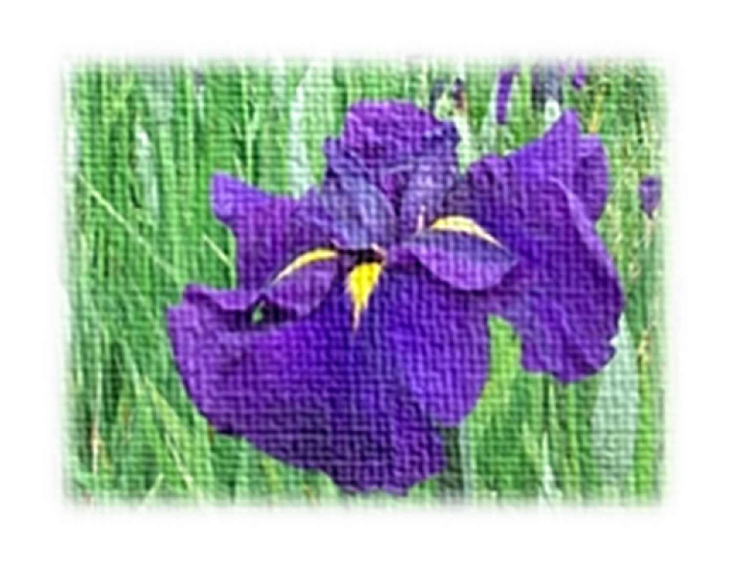 202106031 3日モルッカ海・インドネシアでⅯ6.1の地震発生 TKのレディーズファッション その他 楽天ブログ