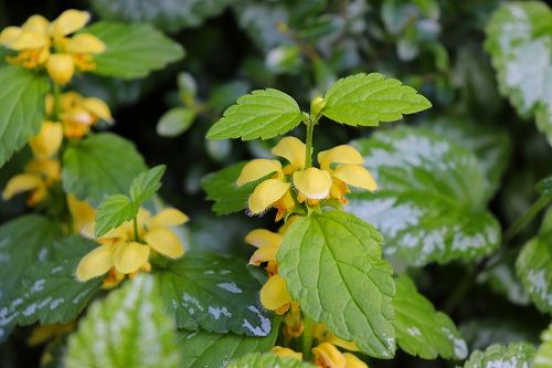 この花の名前 とても覚えられない おとっつぁん いろいろやっちょります 楽天ブログ