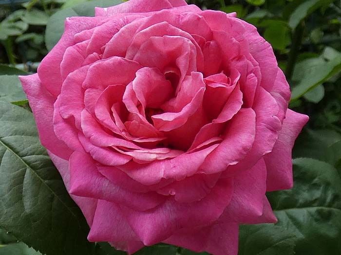 今日咲いてるバラ、アヴェマリア、イヴピアジェ、カマクラ、ナエマ、ボレロ、みさき バラの美と香りを求めて 楽天ブログ