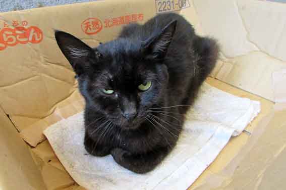 我が家のニャンコ♪2015/9/11-3