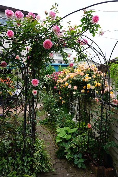 年5月のガーデニング その4 ハッピーグランパのガーデニング 楽天ブログ