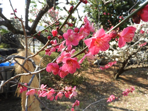 池上梅園