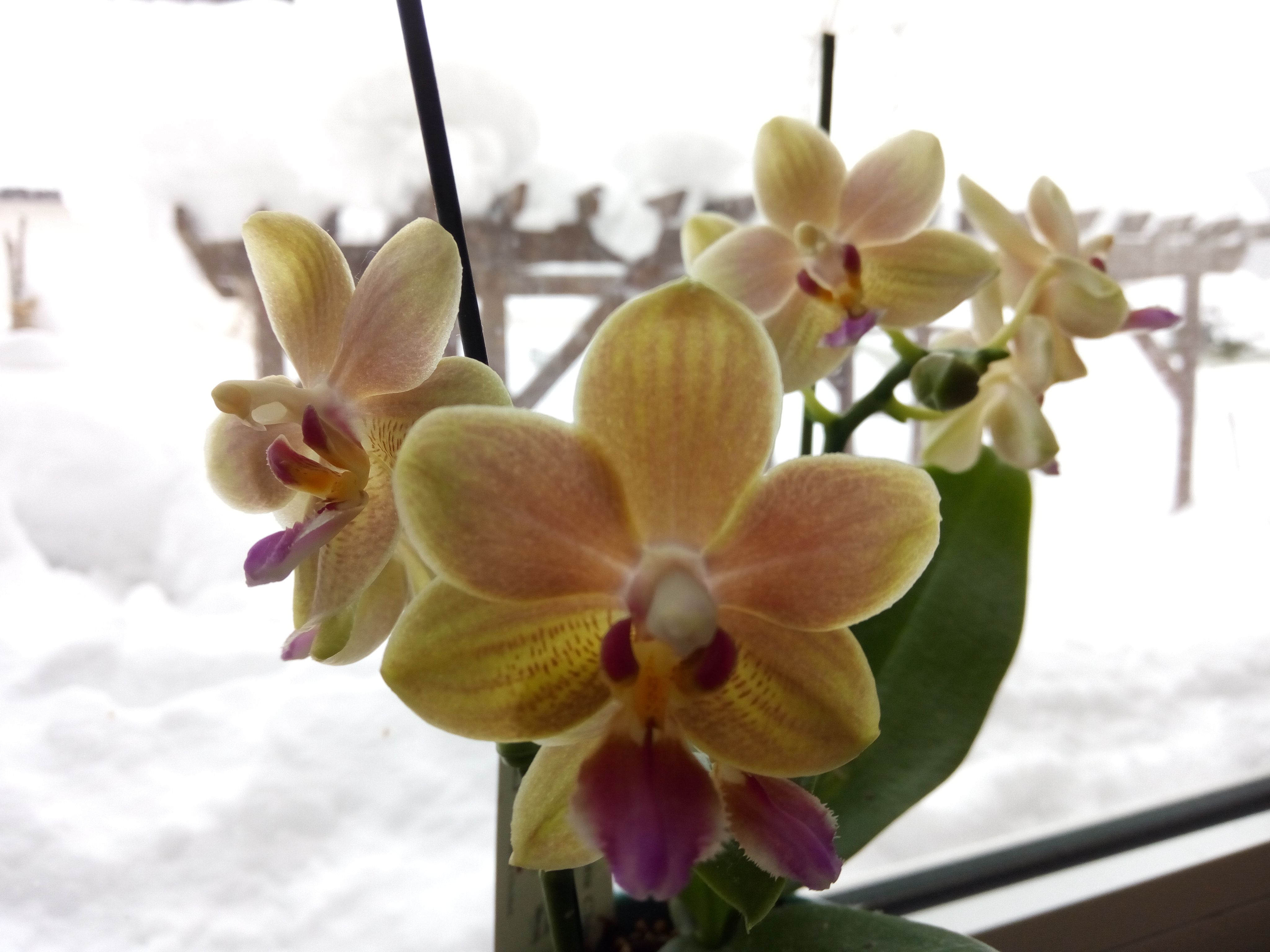 ミニ胡蝶蘭とジュエリーオーキッド 花に癒されて 楽天ブログ