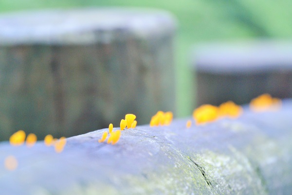 さくらの里 【伊豆高原パルテール撮影】