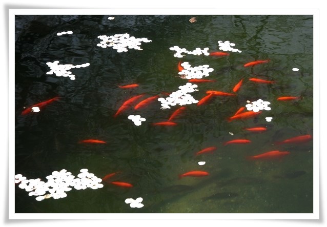 樹木公園-20 15.4.18