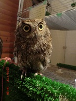 20150731_月島・フクロウのみせ36 - コピー.JPG