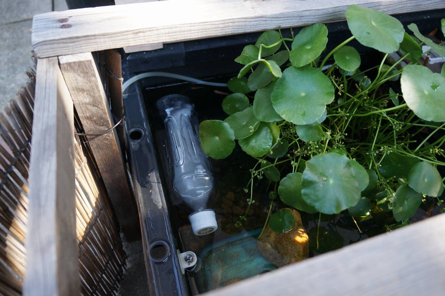 メダカ水槽に凍ったペットボトルを投入 ヨッシイのブログ 楽天ブログ