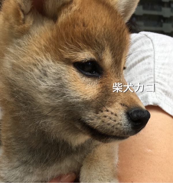 ドッグトレーナーさんに感動 柴犬 3ヶ月 柴ちゃんと 柴犬カコ 楽天ブログ