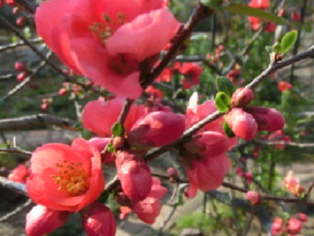 木瓜
