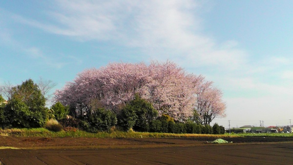桜　花見　満開