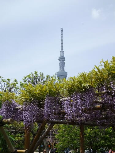 亀戸天神社の藤