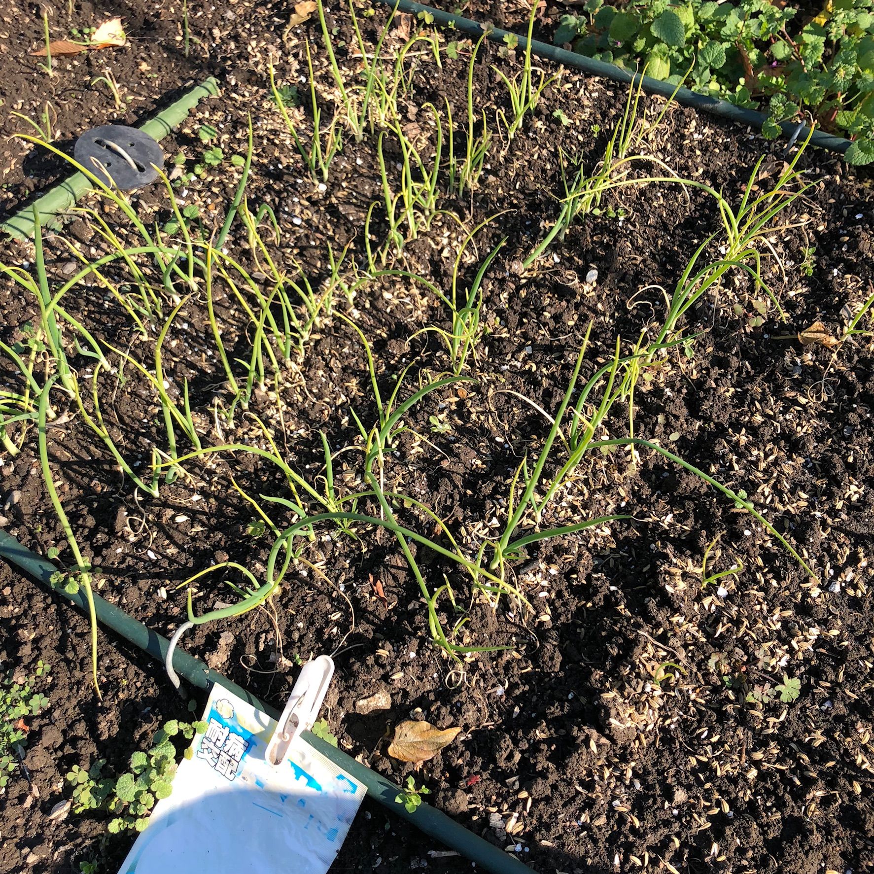 晩成タマネギの植え付け 今年の苗作りは失敗です ちょろ松の家庭菜園奮闘記 楽天ブログ