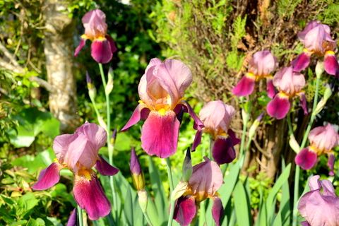 6ページ目の 花と園芸 三田のいのしし 見て歩き日記 楽天ブログ