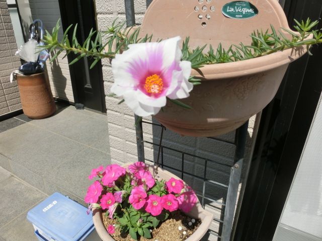 大きなマツバボタン の花が咲きました いしけいからの穏やかな日常と伝えたい思い 楽天ブログ