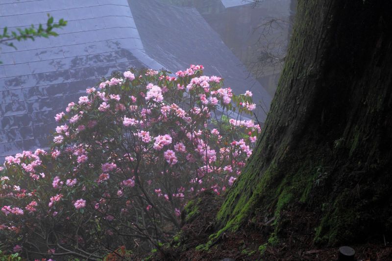 玉置神社_003.jpg