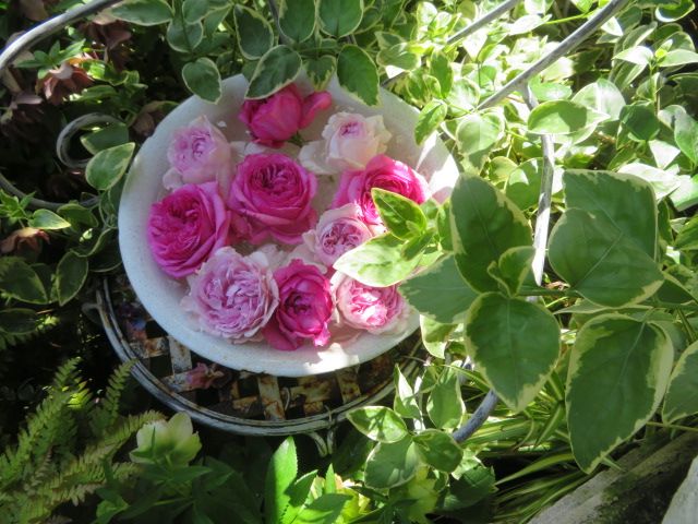 心沸き立つ麗しの バラの浮き花 と七変化の カイゼル 枯葉のじゅうたん ばぁばの薔薇の花園 楽天ブログ