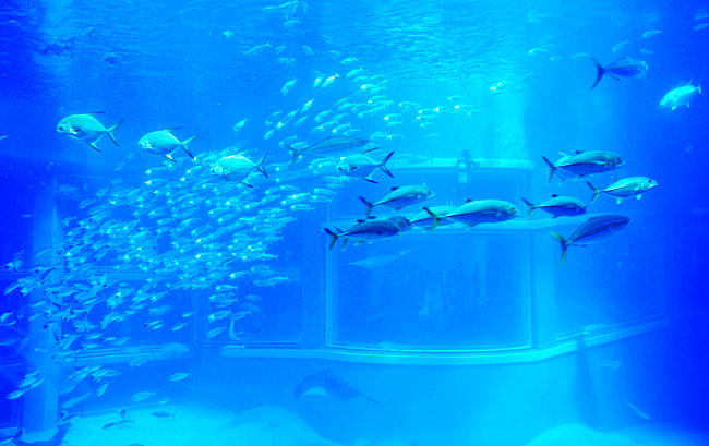 魚６