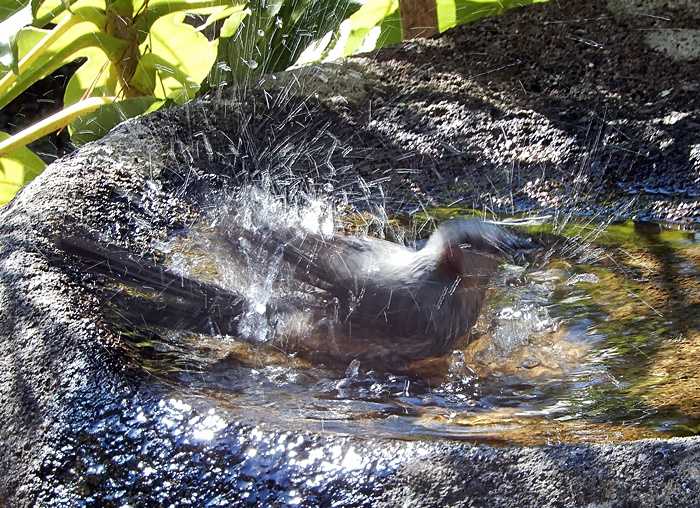 ヒヨドリ水浴び7