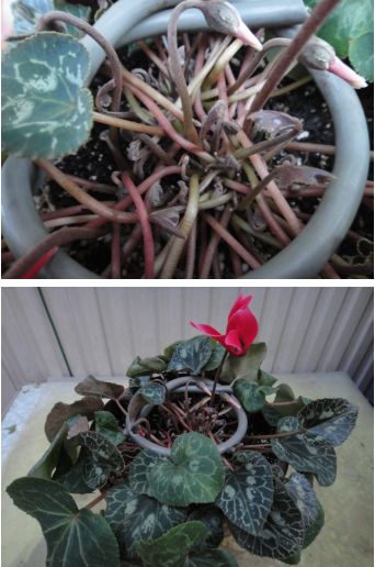 夏越ししたガーデンシクラメン