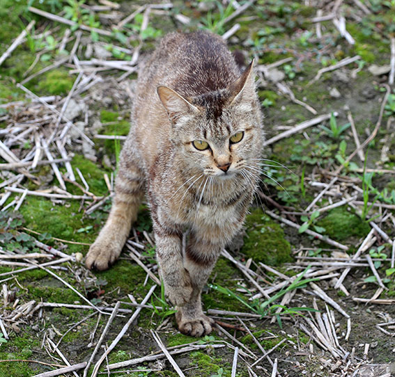 我が家のニャンコ♪2014/07/07-2