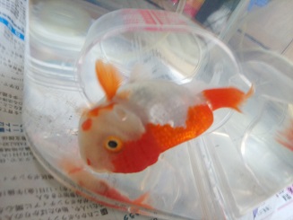 最近のリップ
