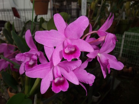 C. bowringiana 'Triumphans' 20121023