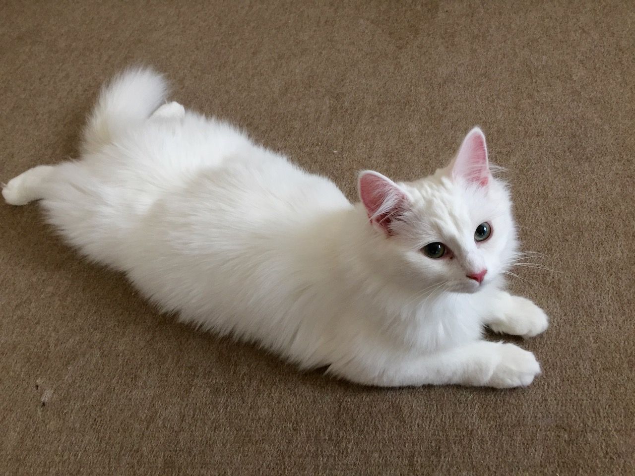 ふてぶてしい 姫猫サラ Tamarindo 楽天ブログ