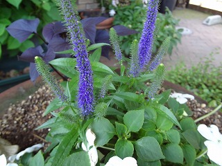 DSC01082.jpg