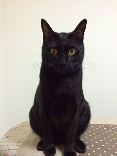 ちびク～