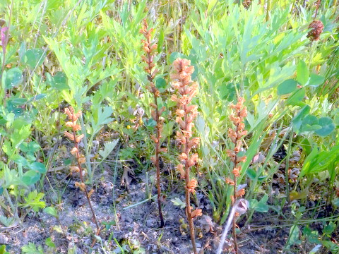 147ページ目の記事一覧 三田のいのしし 見て歩き日記 楽天ブログ