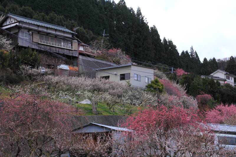 広橋梅林_002.jpg