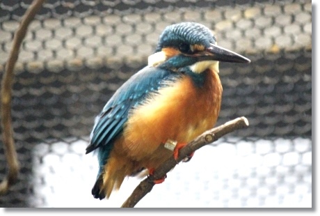 東京旅行-74 カワセミ-1 13.10.5