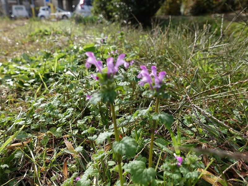 19ページ目の 今咲いている花 Gazengamaのブログ 散歩中に出合った花と趣味の陶芸作品 楽天ブログ