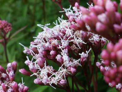 20160924_073704 (400x301).jpg