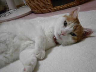 maruko