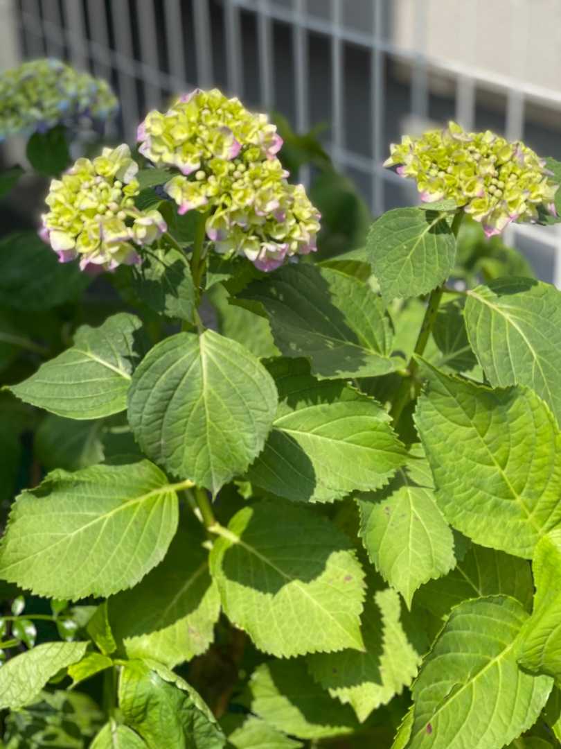 アジサイ咲いた ときわ家通信 楽天ブログ