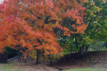 紅葉131025