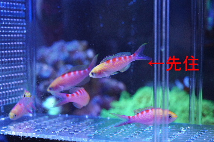 2012_1012ｱｻﾋﾊﾅｺﾞｲ0014-a.JPG