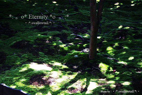 Photo by swallowtail　C.jpg