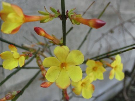 黄梅が咲き始めた トマト 有り難いね 静かな時が流れる 風の庭 楽天ブログ