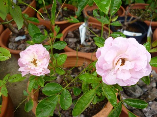 P1200441ss.jpg