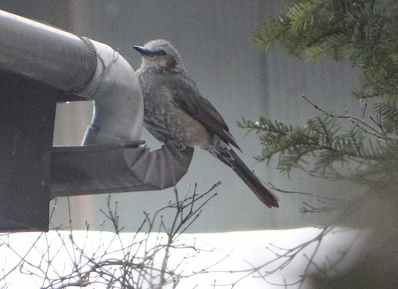 DSC00472 (800x582).jpg