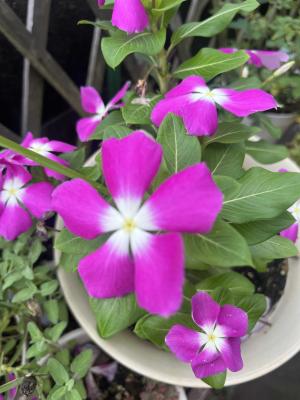 jazz vocal 田中優子のブログ - 楽天ブログ