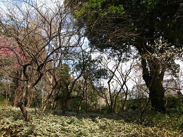 ４：庭（2012.2.27）.JPG