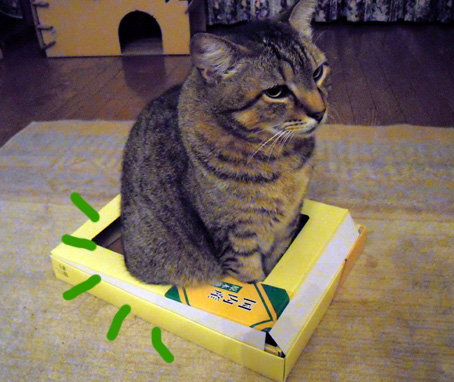 箱入り猫