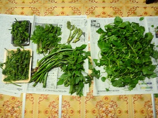 P1100535.jpg