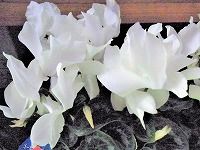 １２月８日の誕生花 シクラメン 白 の花言葉 清純 花弁を反転させて咲く白いシクラメンの花の 思いやり 弥生おばさんのガーデニングノート 花と緑の365日 楽天ブログ