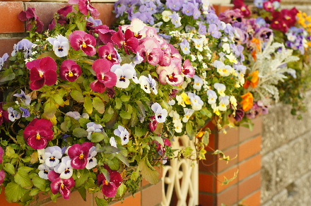 2013_0405ﾊﾟﾝｼﾞｰ0021.JPG