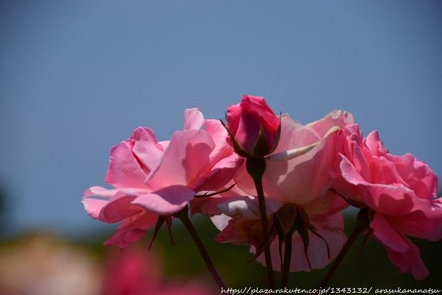  2085年にしか開けられないエリザベス2世からの謎の手紙